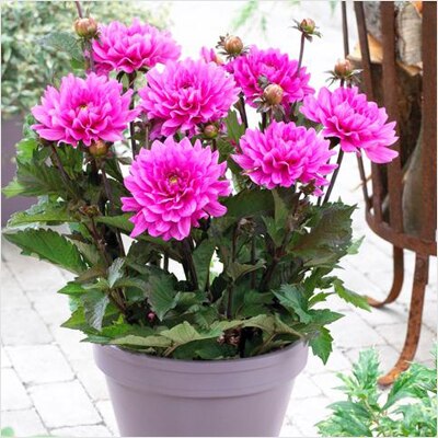 Big Dahlia (Pink) - Plant